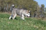 ALASKAN MALAMUTE 128
